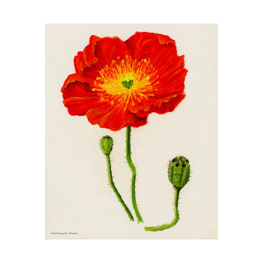 Vibrant Poppy Floral and Buds Print