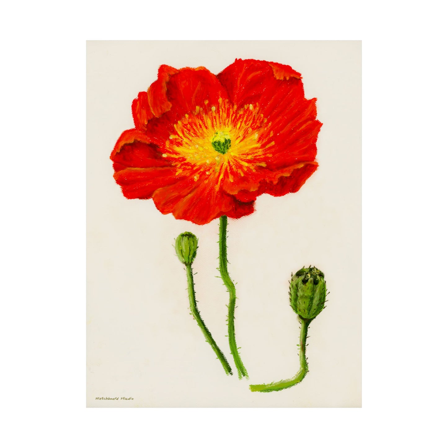 Vibrant Poppy Floral and Buds Print