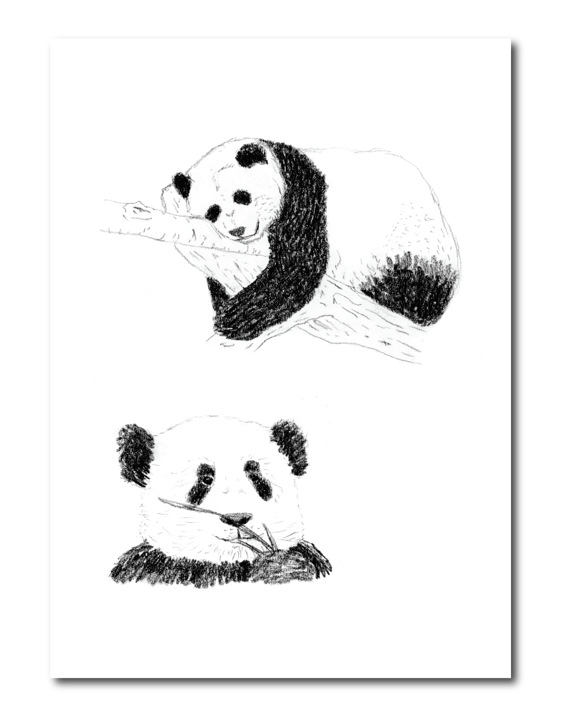 Black and white illustration of a panda bear on a white background