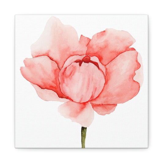 Pink Peony Canvas Print