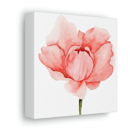 Pink Peony Canvas Print